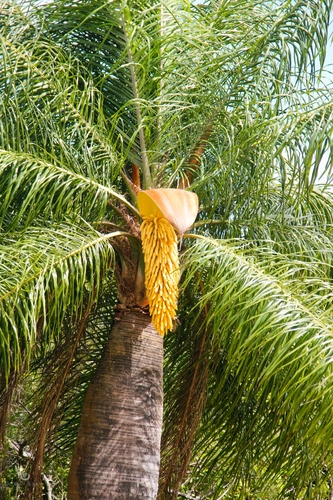 Acrocomia intumescens, photograph 4