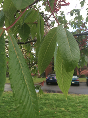 Aesculus × carnea