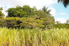 White Leadtree (Chloroleucon acacioides)