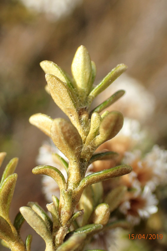 Ozothamnus vauvilliersii Hombr. & Jacq.