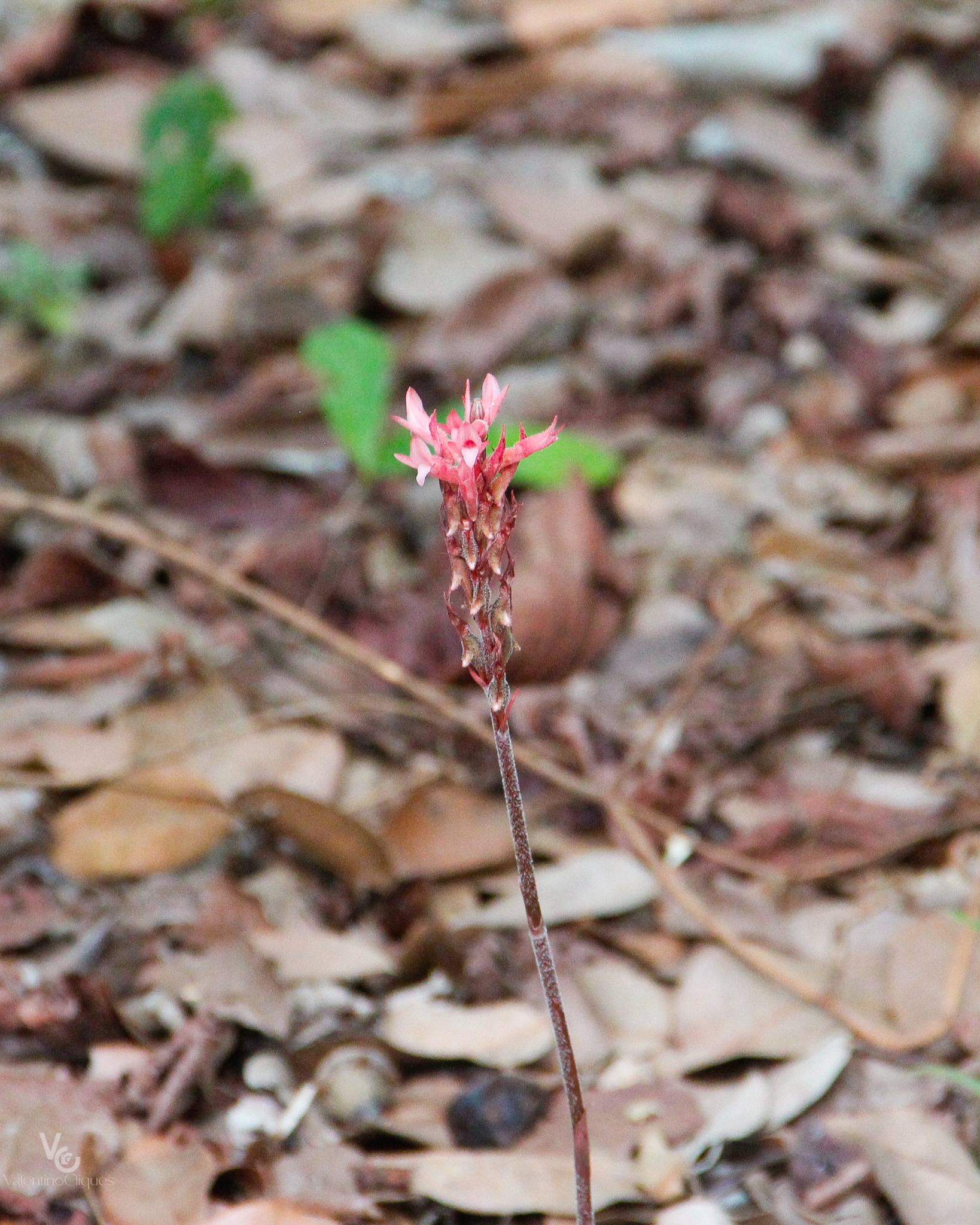 Sacoila lanceolata