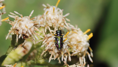 Bilyaxia obscurata