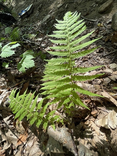New York fern (Thelypteris noveboracensis)