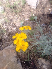 Psilostrophe gnaphalodes