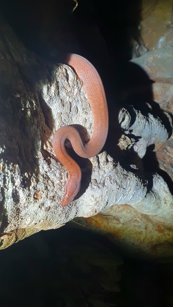 Pygmy Python from Hamersley Range WA 6716, Australia on February 6 ...