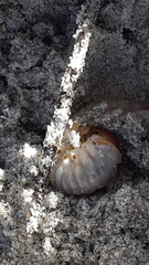 Pericoptus