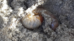 Pericoptus