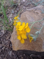 Psilostrophe gnaphalodes