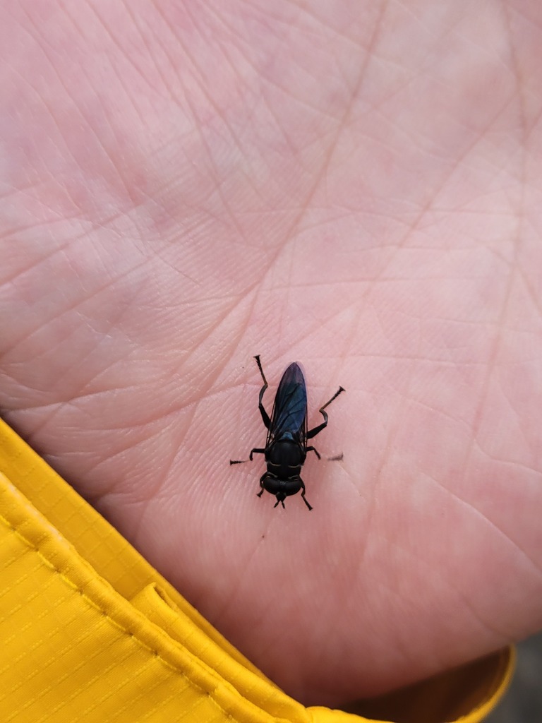 Sterphus jamaicensis