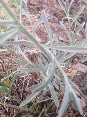 Psilostrophe gnaphalodes