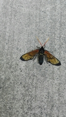 Isanthrene perboscii