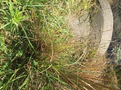 Carex buchananii