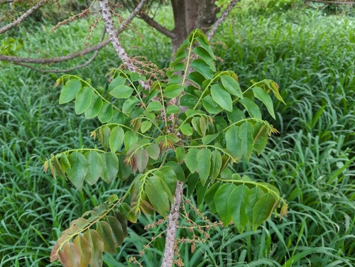 Phyllanthus acidus observed 2024-02-05
