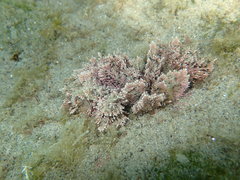 Corallina ferreyrae