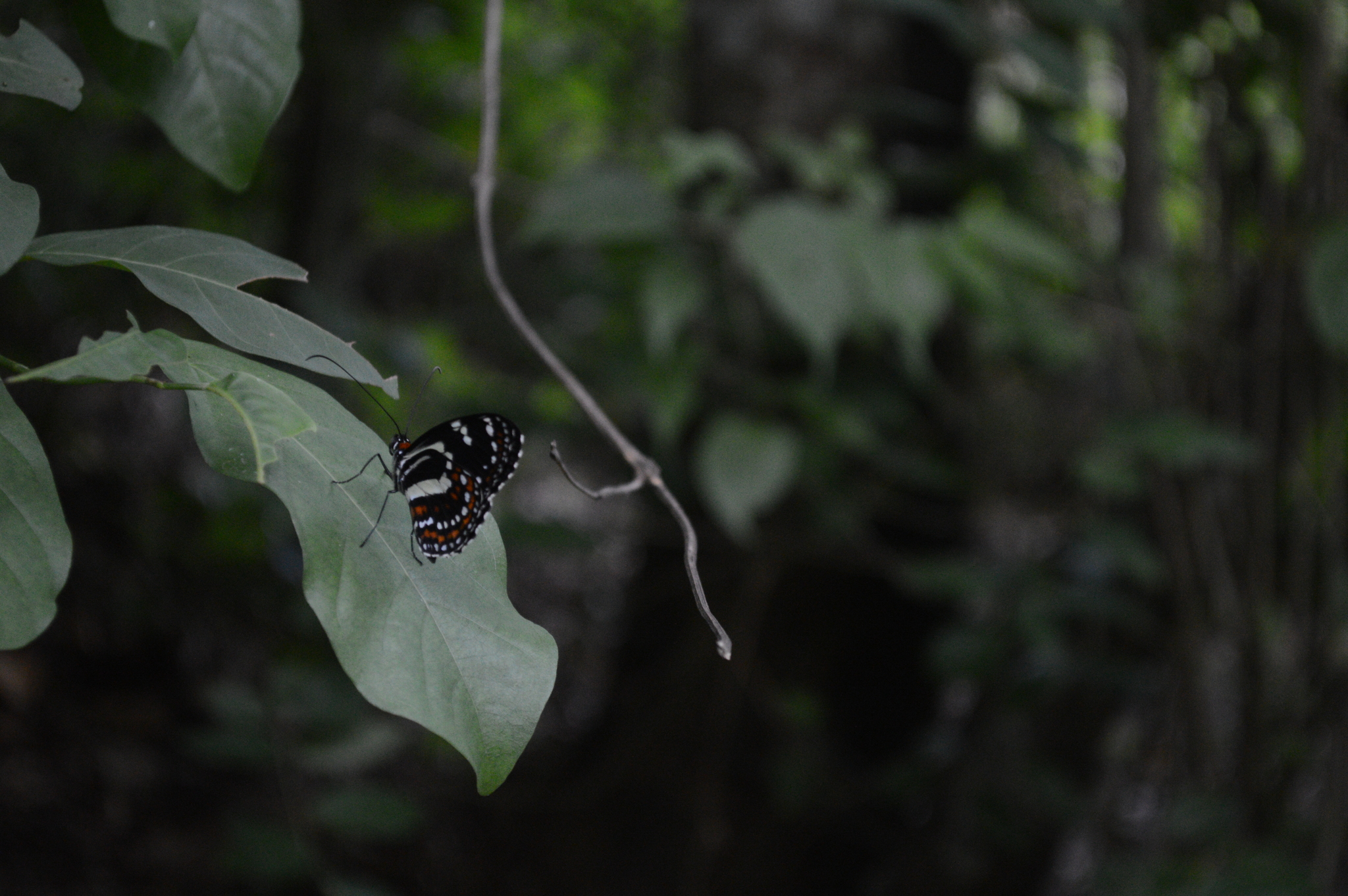 Elzunia pavonii image