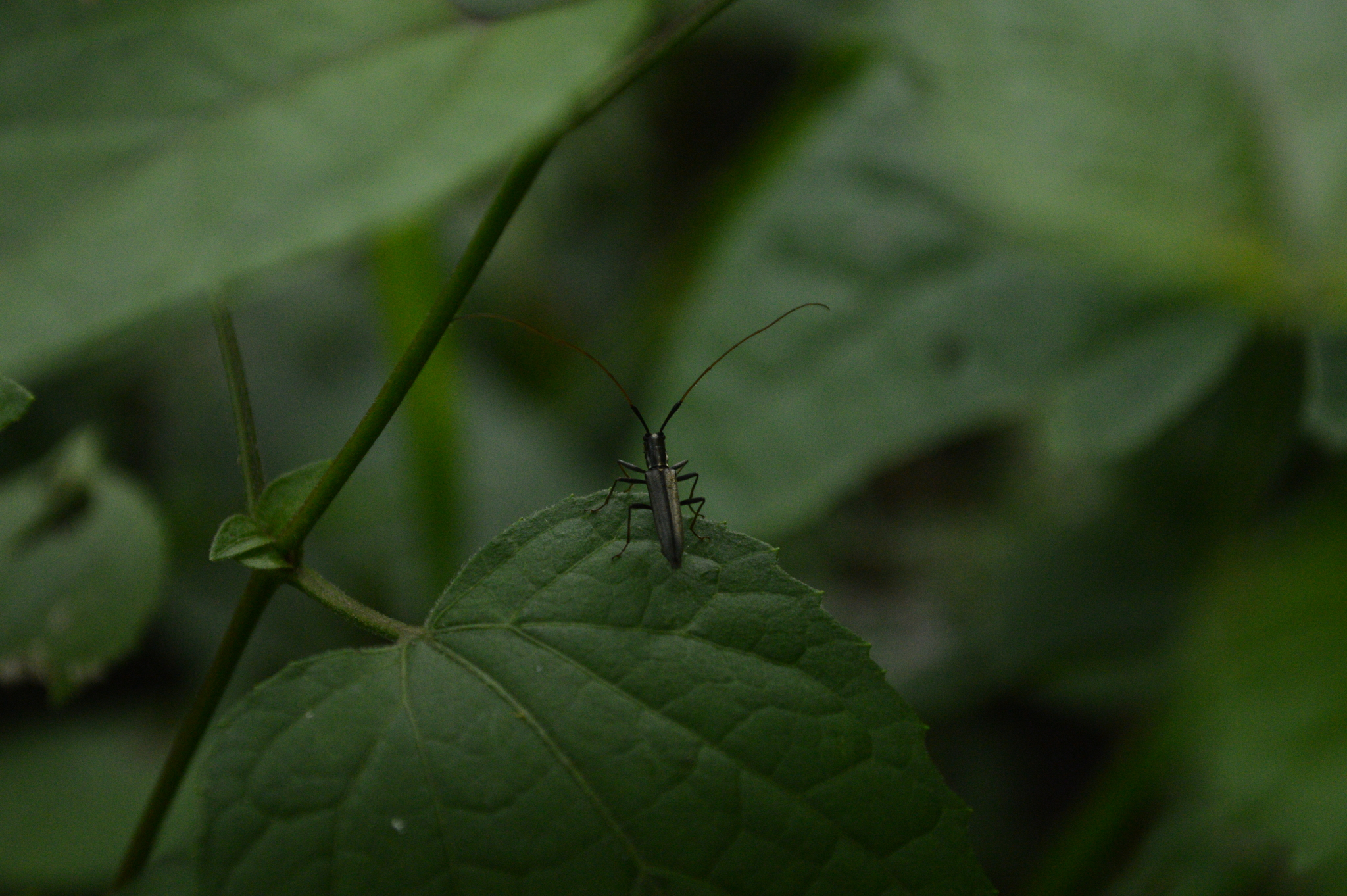 Grammopsoides tenuicornis image