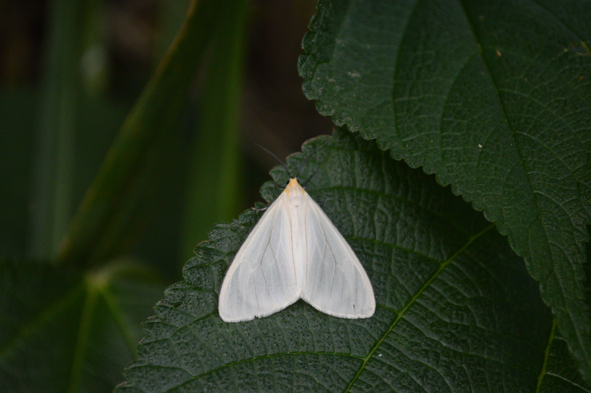 Xenosoma flaviceps image