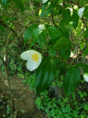 Philadelphus inodorus