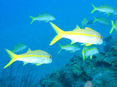 Yellow Goatfish photo 5