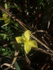 Hypericum suffruticosum