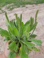 Plantago helleri
