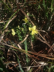 Hypericum suffruticosum