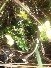 Hypericum suffruticosum