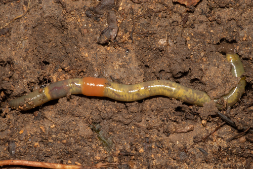 Green Worm, photo 7 of 9
