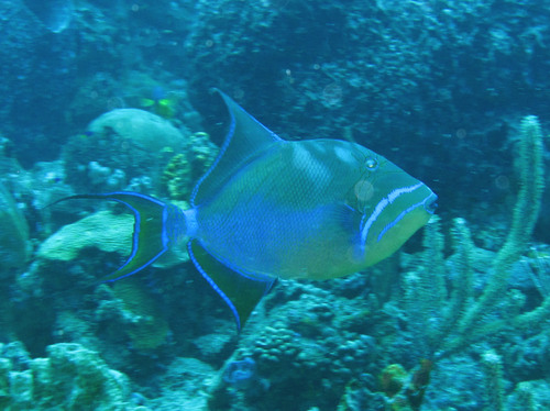 Queen triggerfish