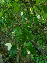 Philadelphus inodorus