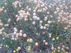 Oncosiphon pilulifer