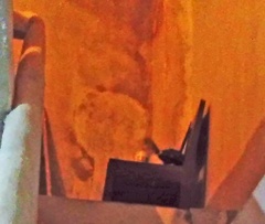 Spilogale angustifrons