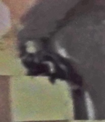 Spilogale angustifrons