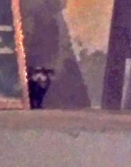 Spilogale angustifrons