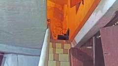 Spilogale angustifrons