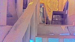 Spilogale angustifrons