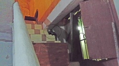 Spilogale angustifrons