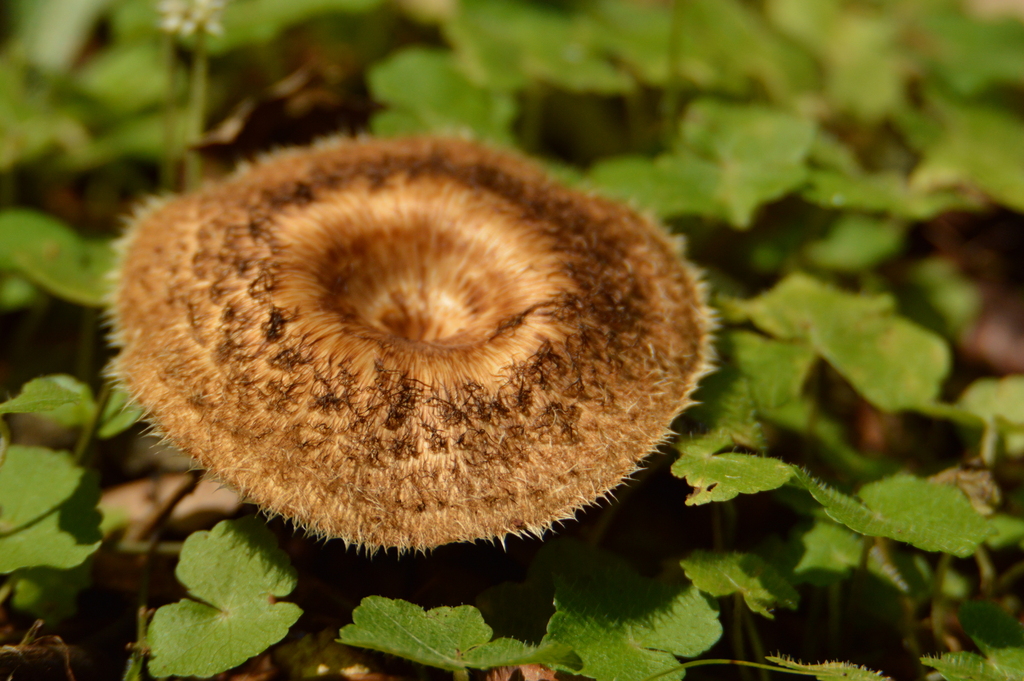 Lentinus crinitus · September 2023 · photo: © andreaargentinat (iNaturalist, cc-by)