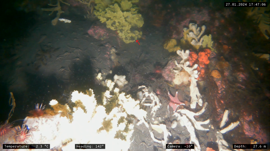 Dendrilla antarctica