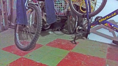 Spilogale angustifrons