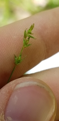 Carex rosea