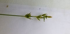 Carex rosea