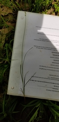 Carex rosea