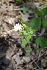 Stellaria corei