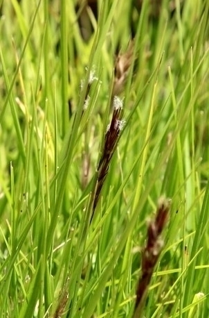 Cenchrus × peregrinus