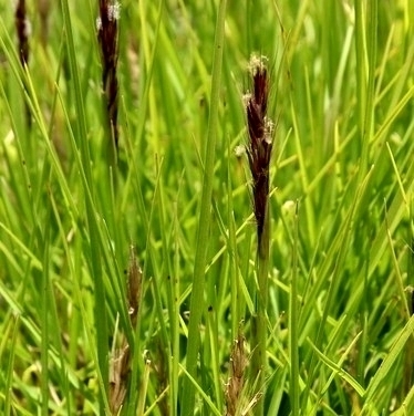 Cenchrus × peregrinus
