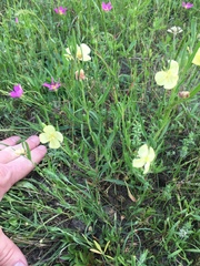 Oenothera spachiana