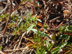 Gratiola pedunculata