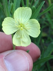 Oenothera spachiana