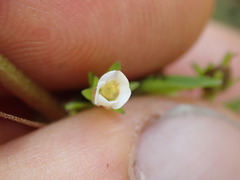 Gratiola pedunculata